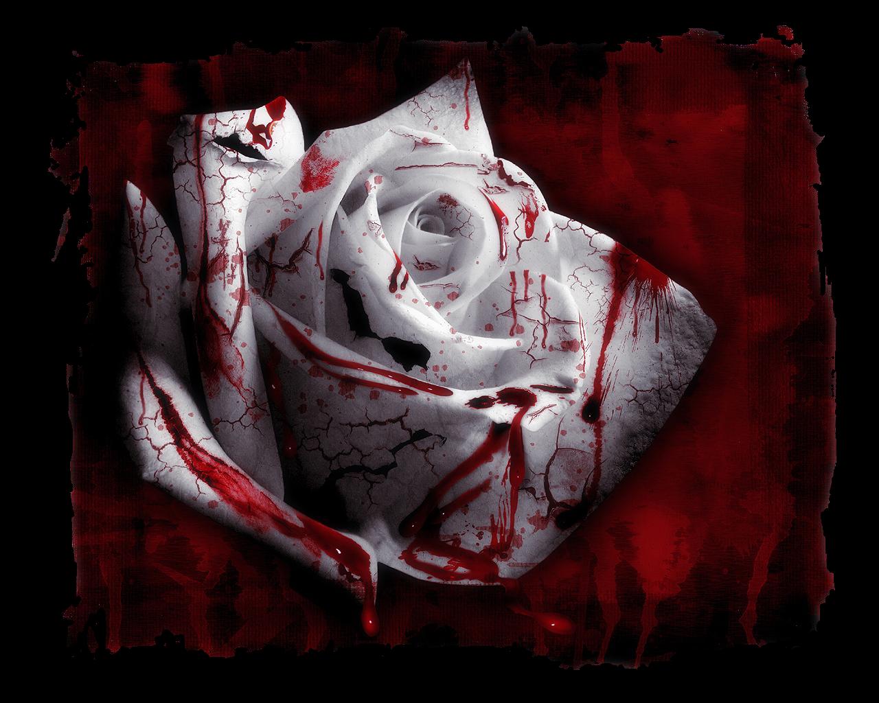 Rose And Blood