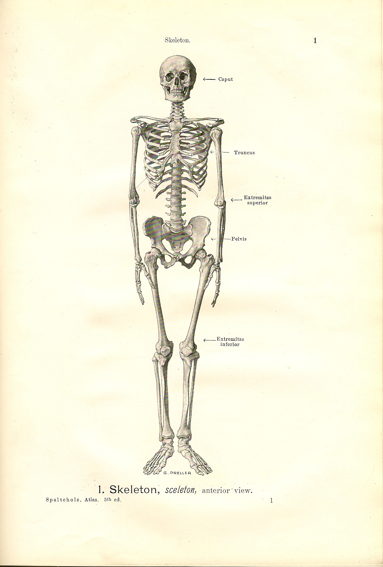 Human Bones Body