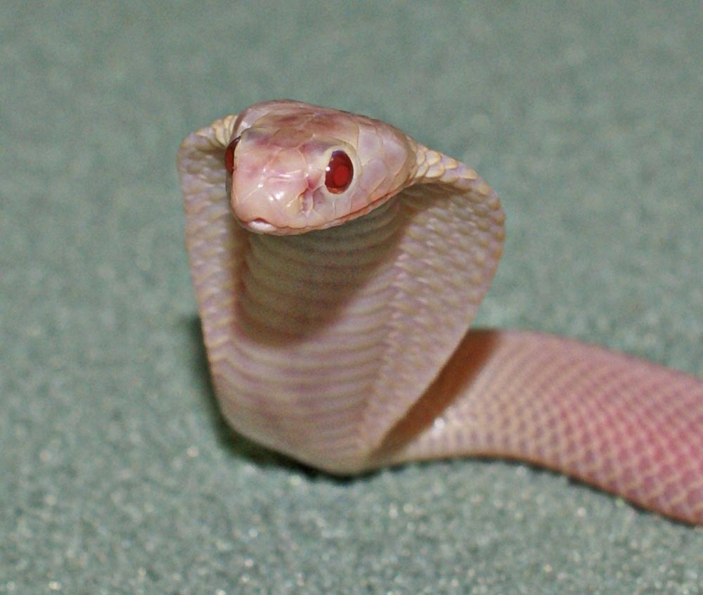 Cobra Snakes Photos