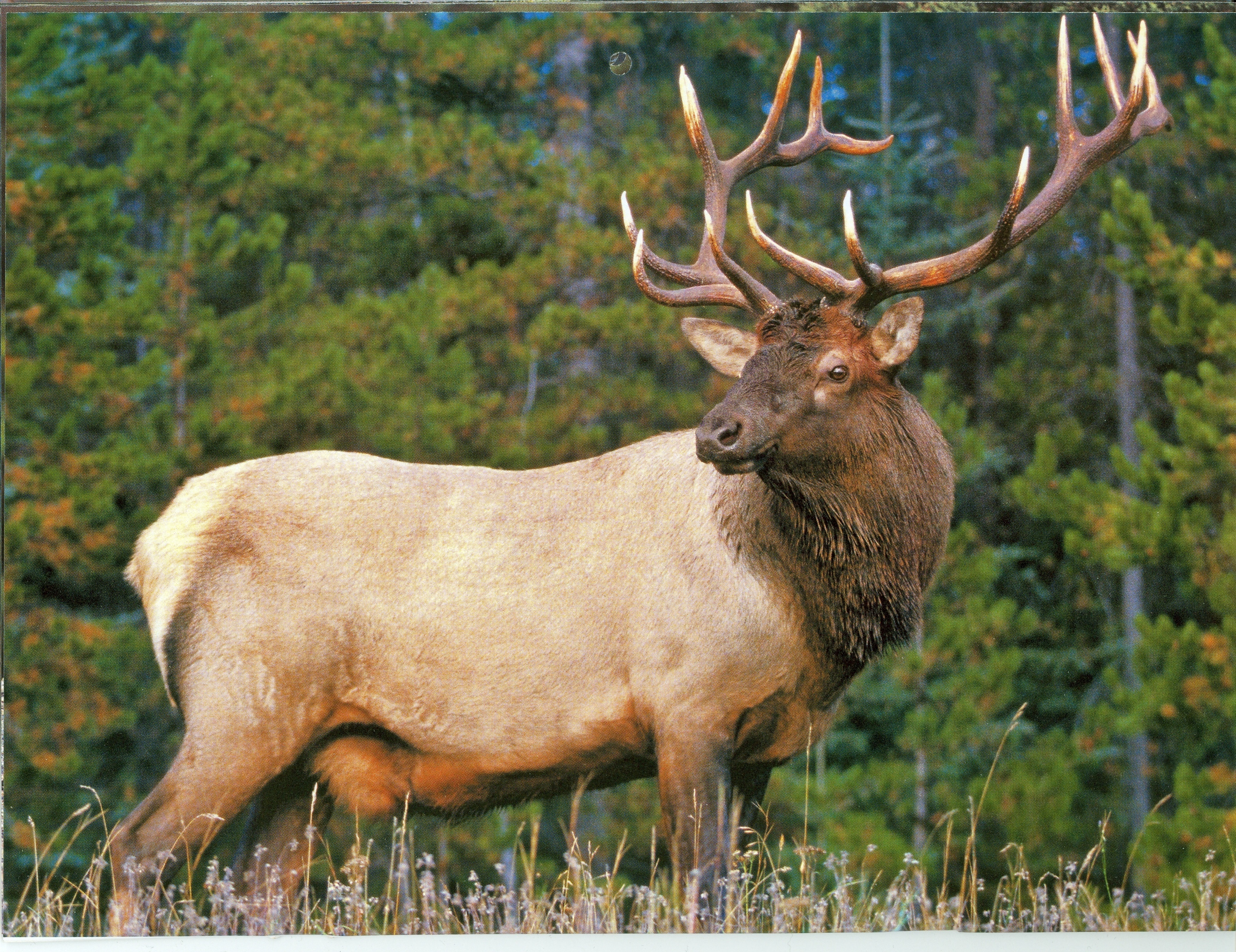 Elk Desktop Wallpaper