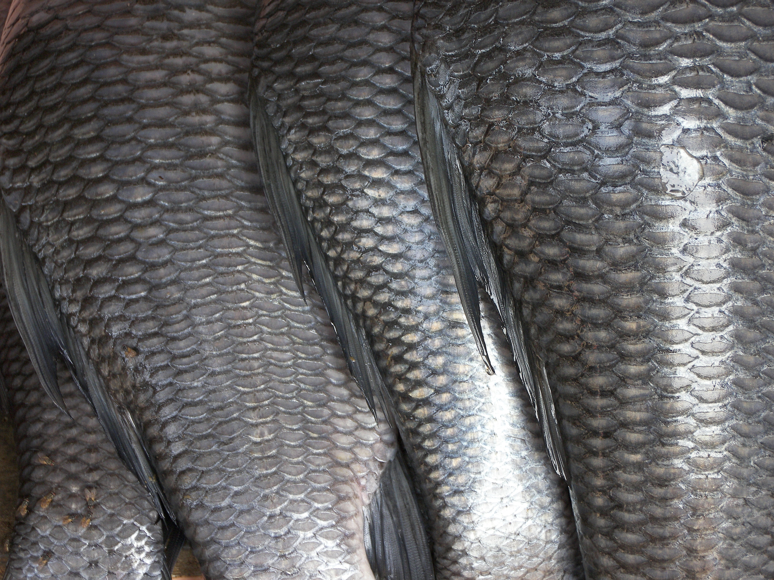 Fish And Scales