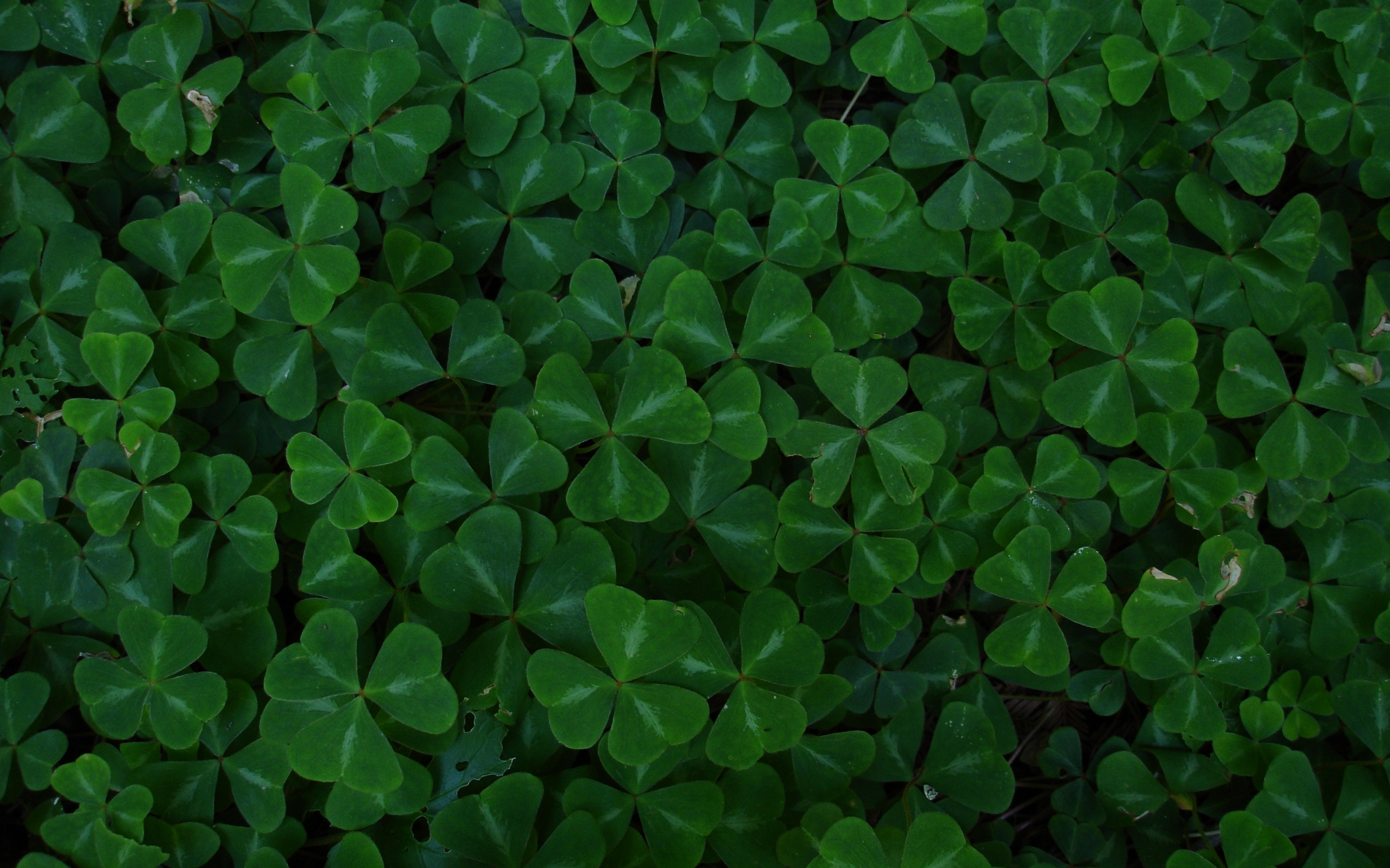 Shamrocks Wallpaper