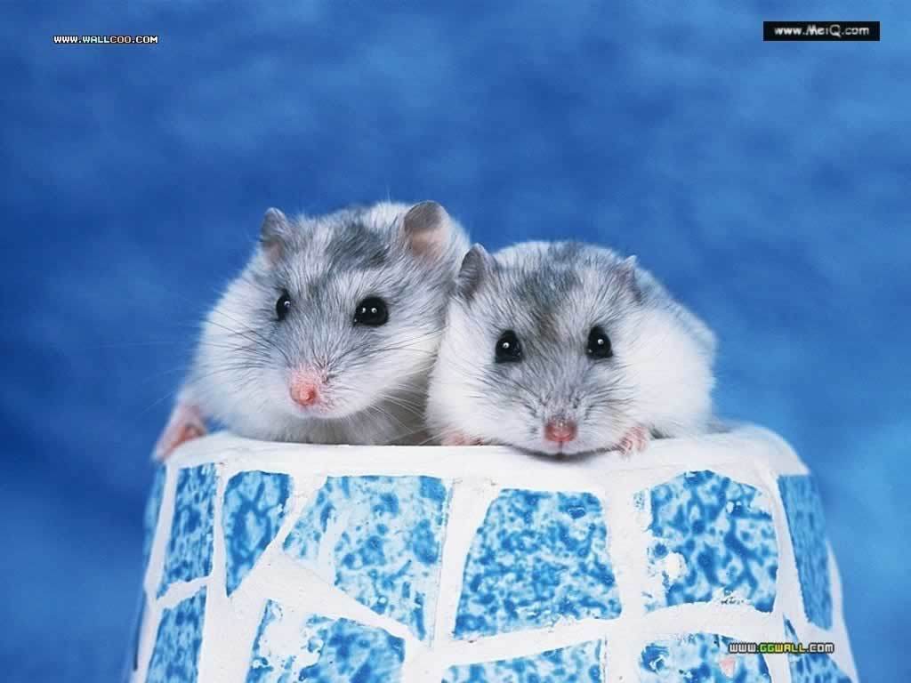 Hamster And Mice