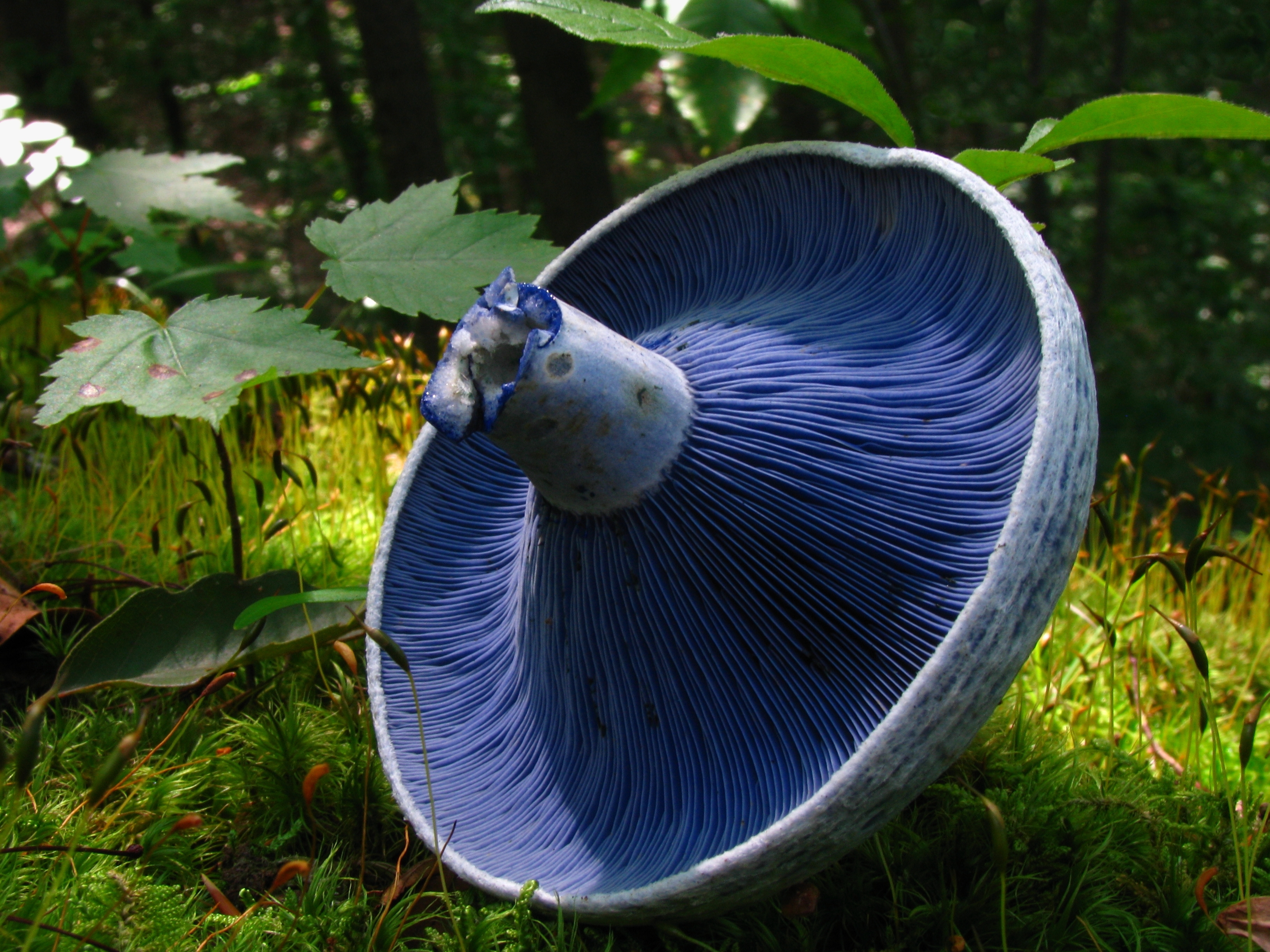 Blue Fungus