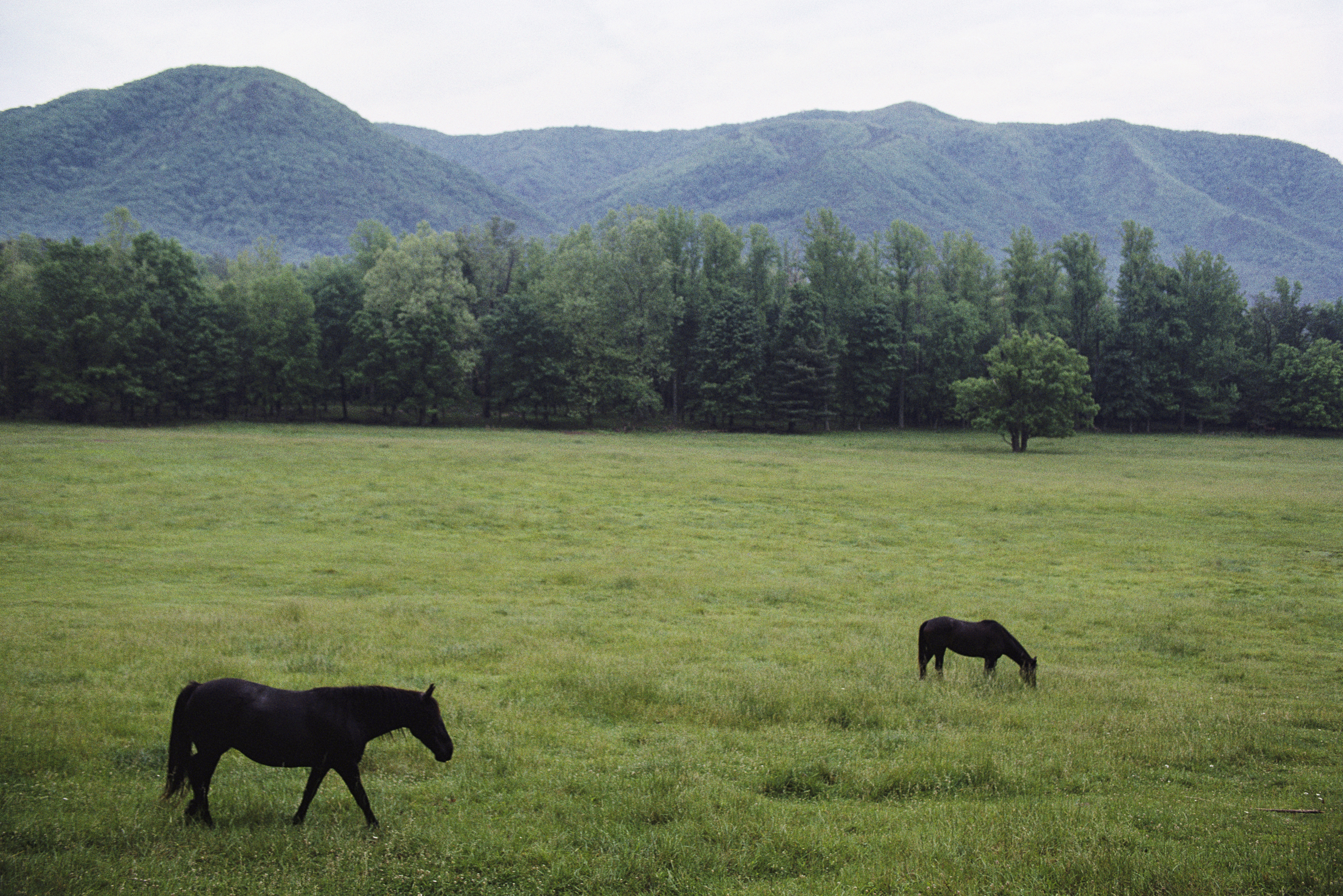 Horse Field