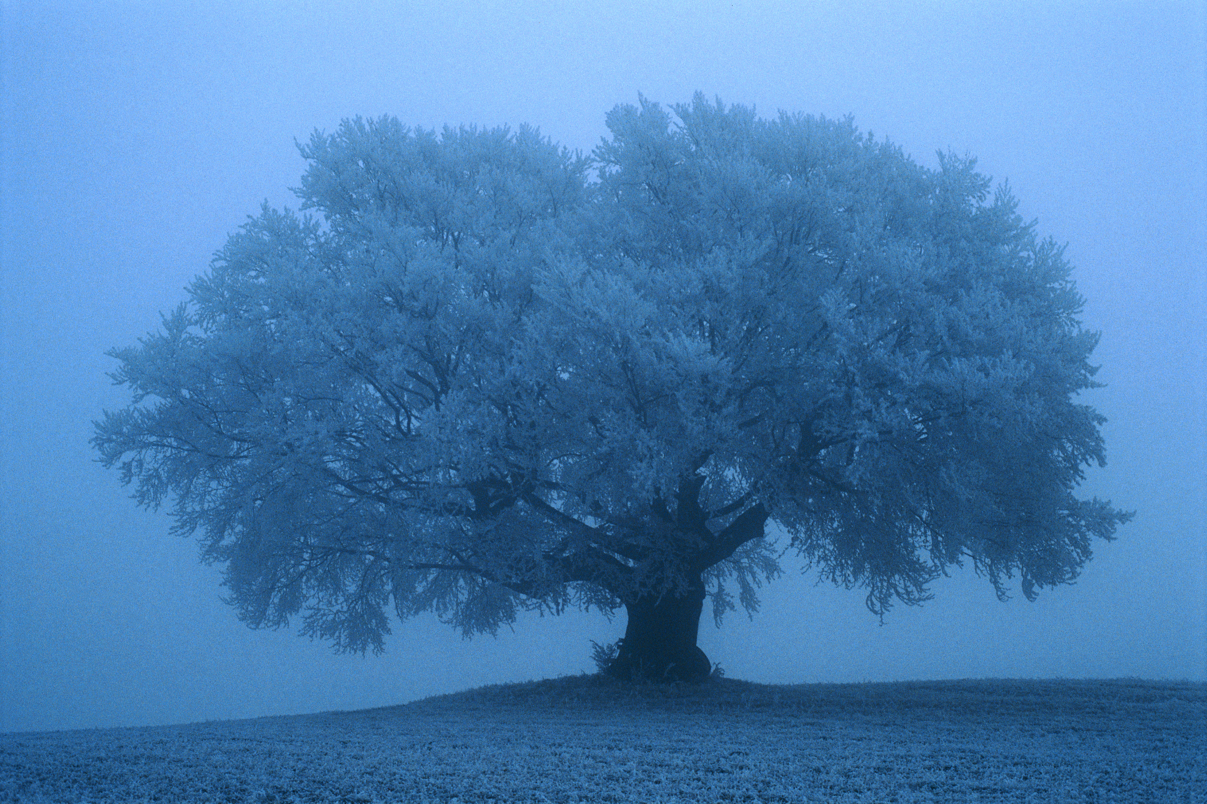 Trees Fog