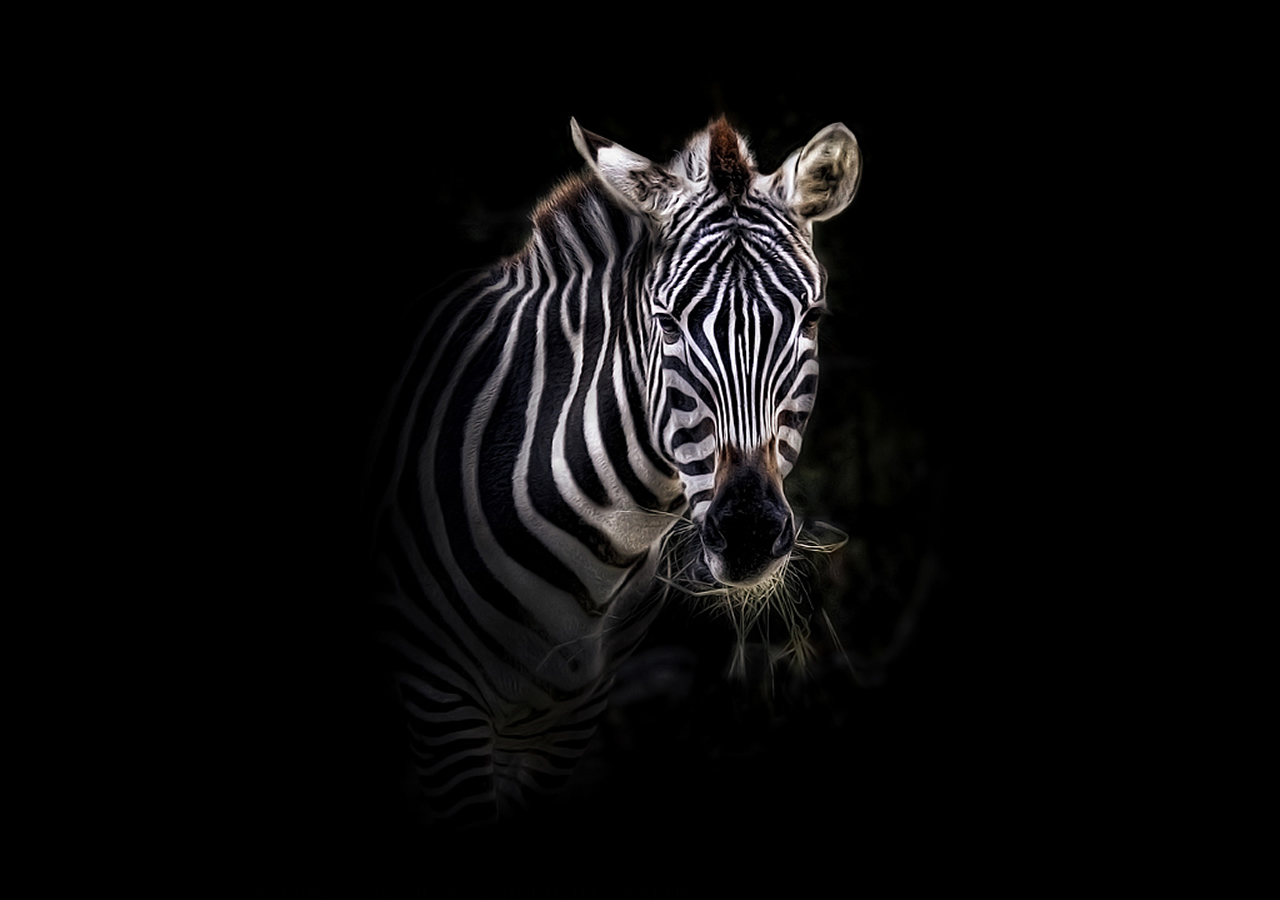 zebra desktop