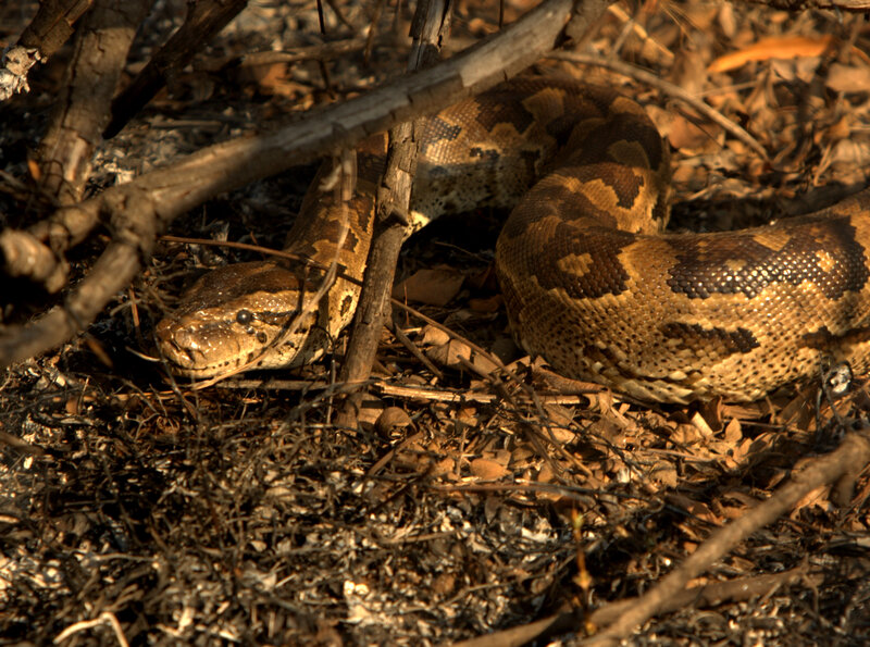 蟒蛇 in Forest Floor