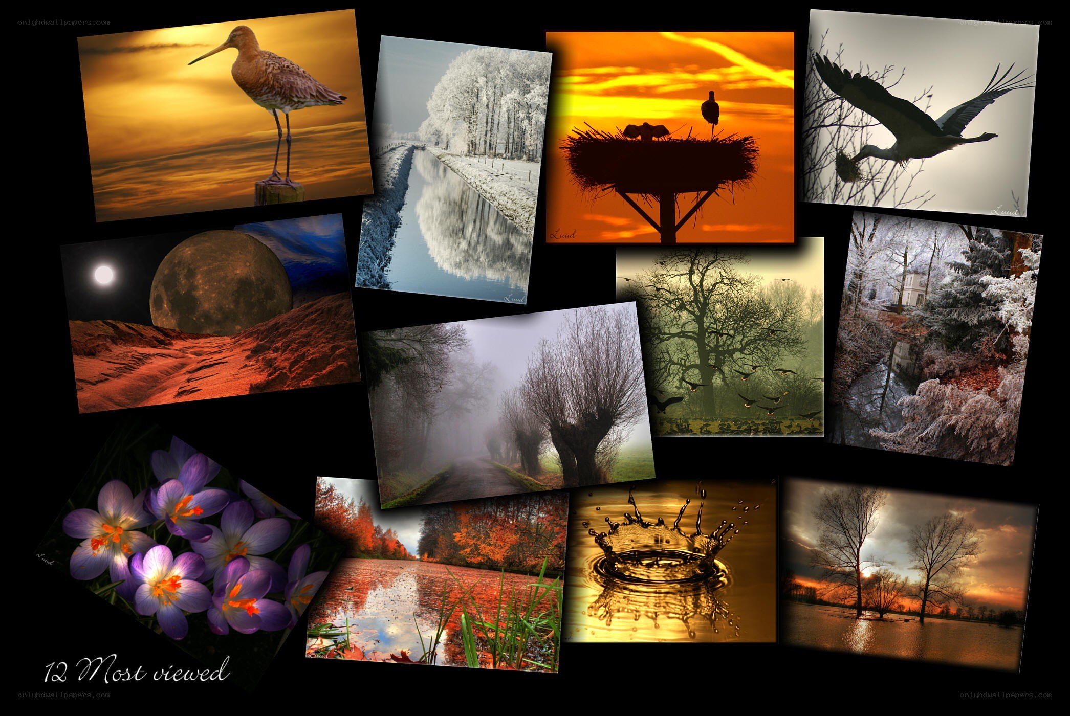12 Most Viewed Nature Photos