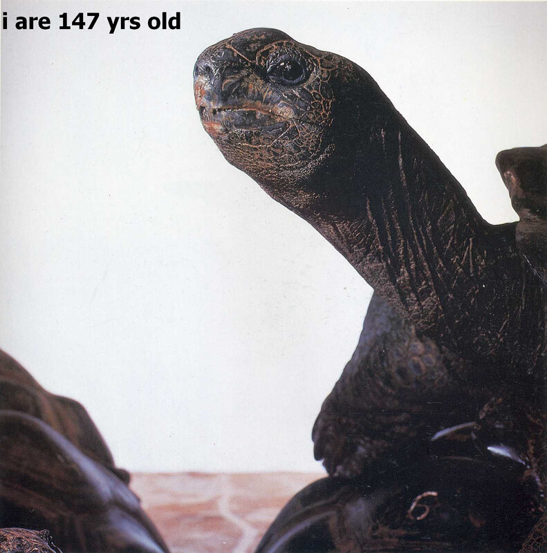 147-year-old tortoise