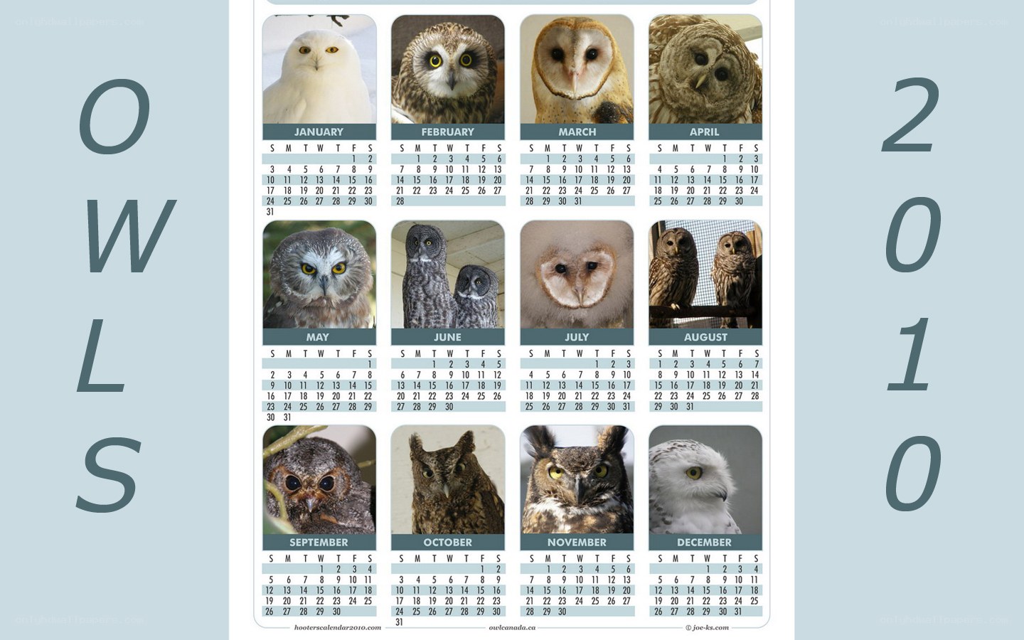 2010 Owl Calendar