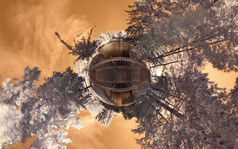 360-degree forest scene