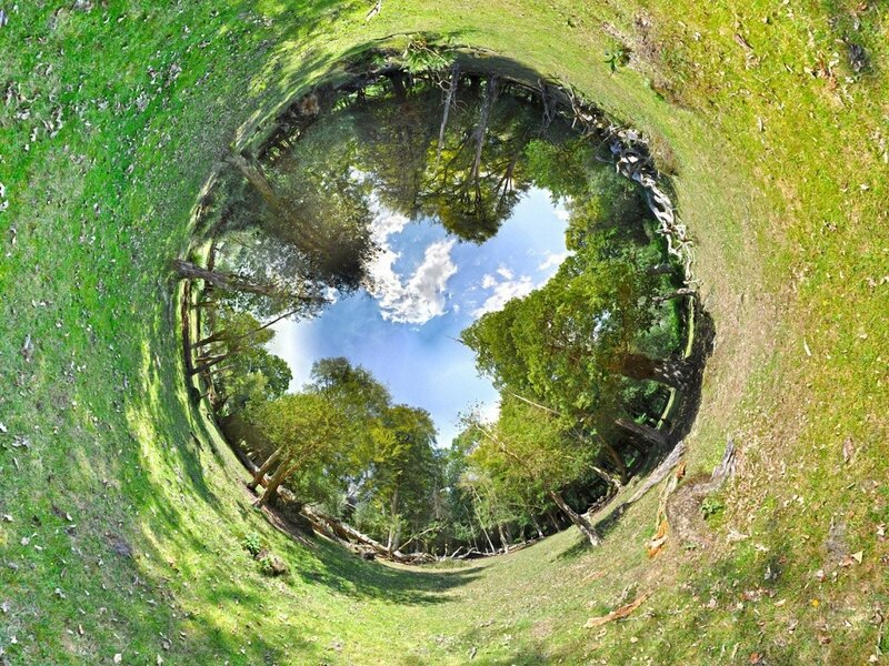 360-degree forest view