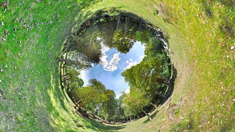 360-degree Forest View — Green, Serene, Afternoon