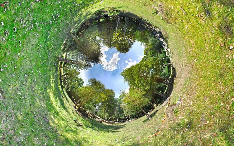 360-degree forest view