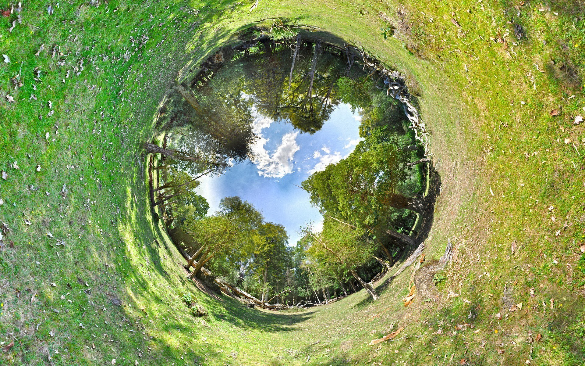 360-degree forest view