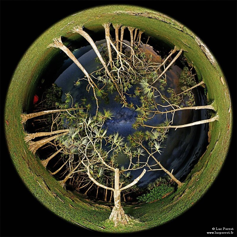 360-degree night sky forest