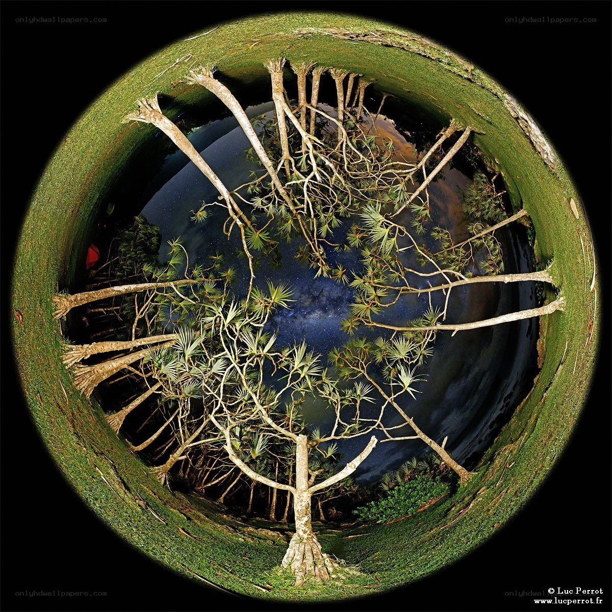 360-degree night sky forest