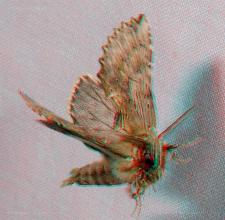3D anaglyph moth image