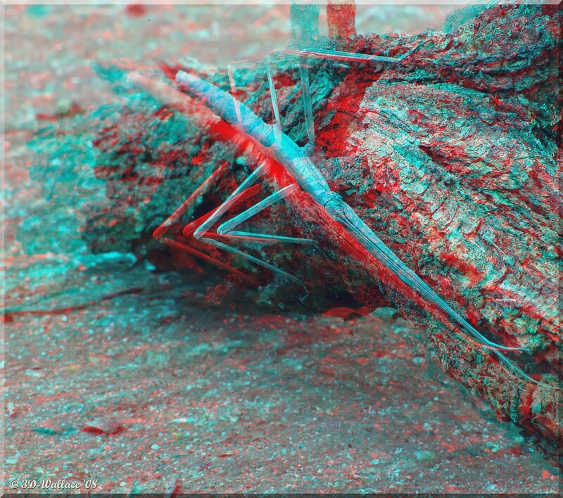 3D Anomura crab on rock