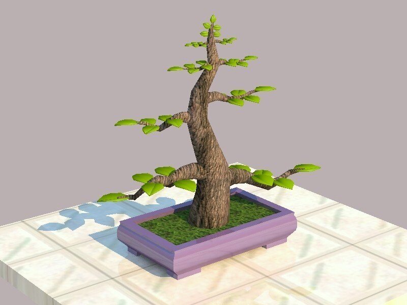 3D bonsai tree model
