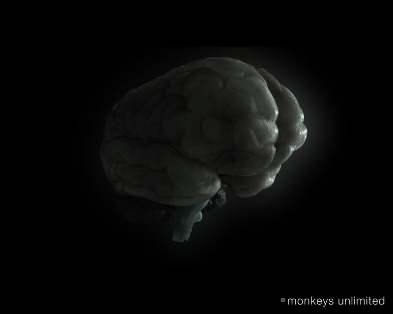 3D brain model