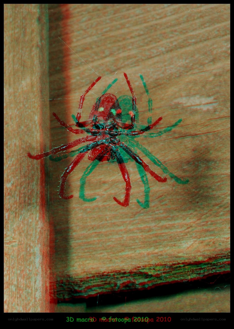 3D macro spider image