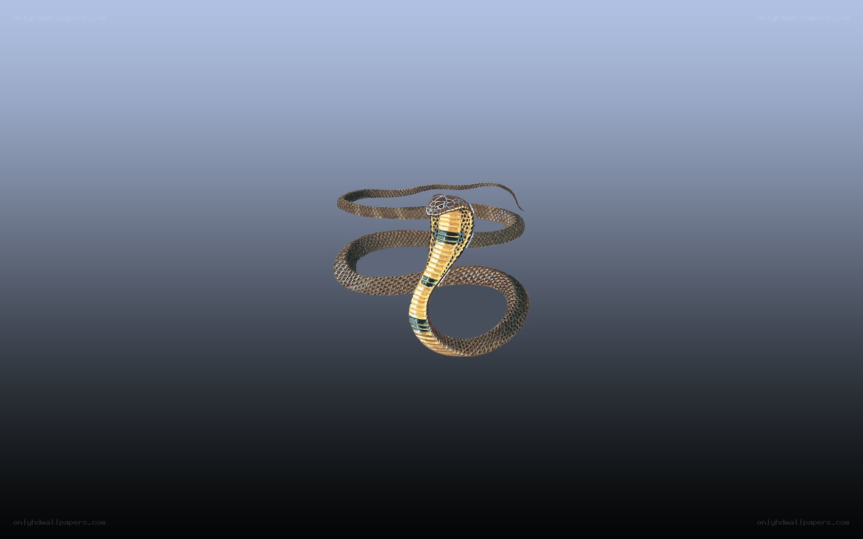 3D model of a cobra snake