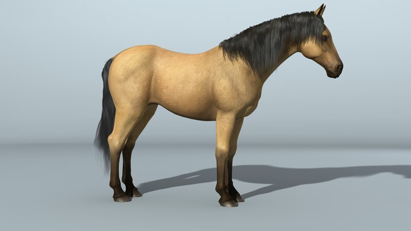 3D model of a horse
