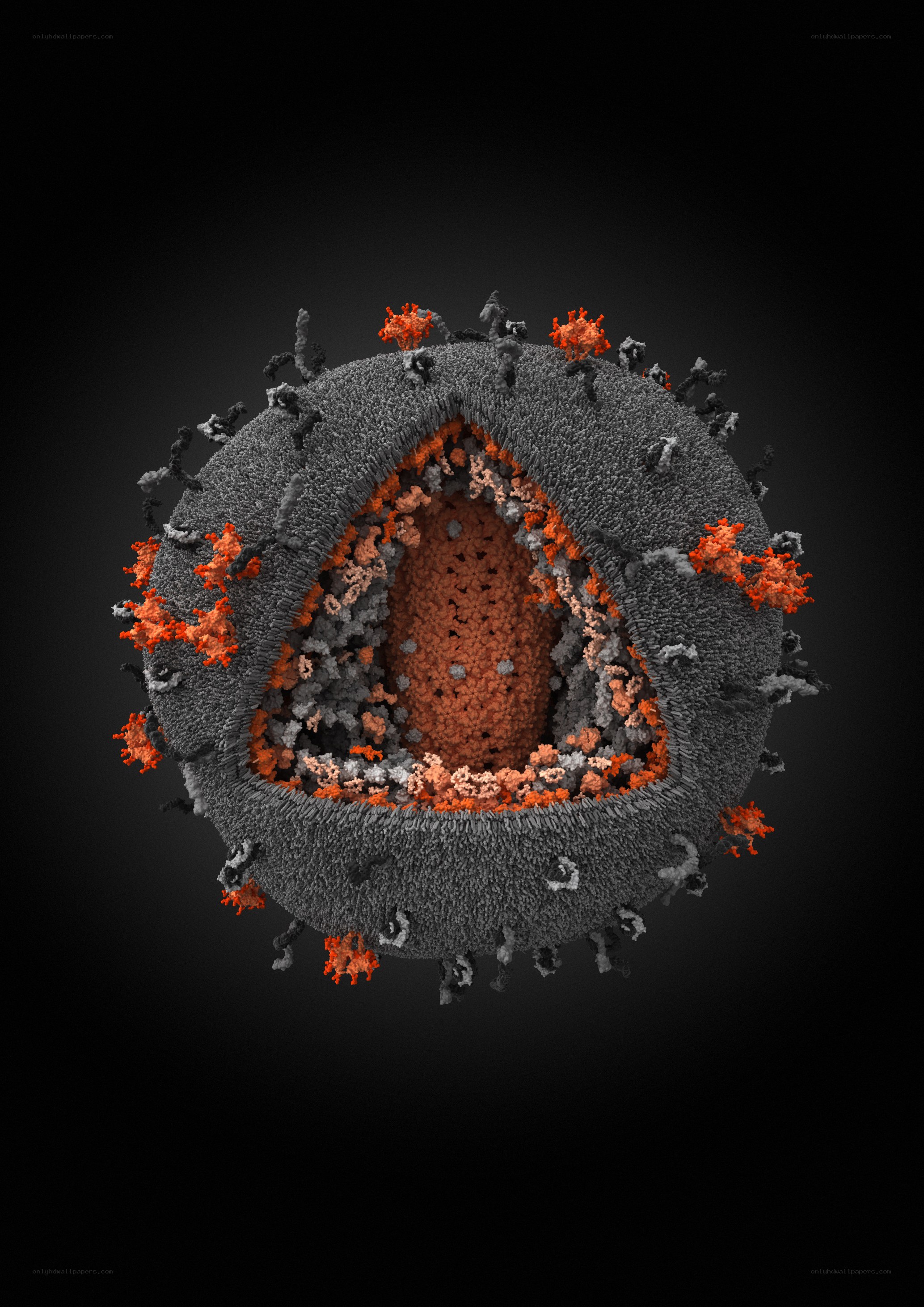3D model of a virus