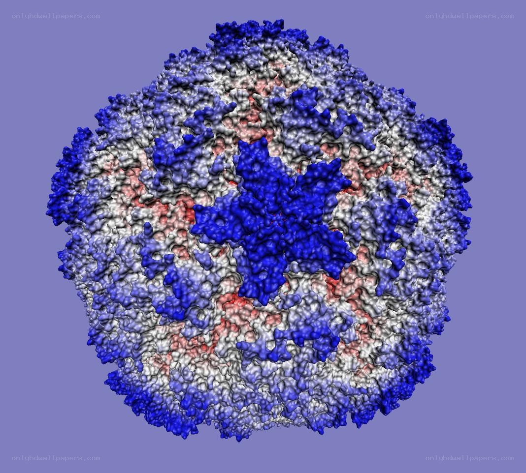 3D model of a virus capsid