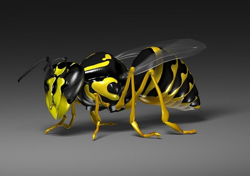3D model of a wasp