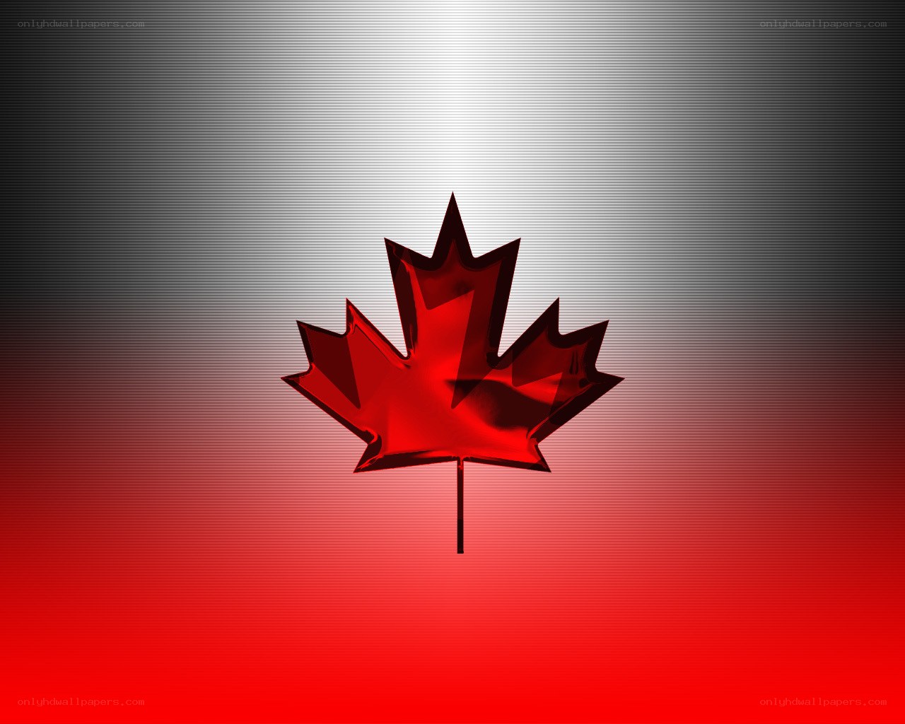 3D red maple leaf