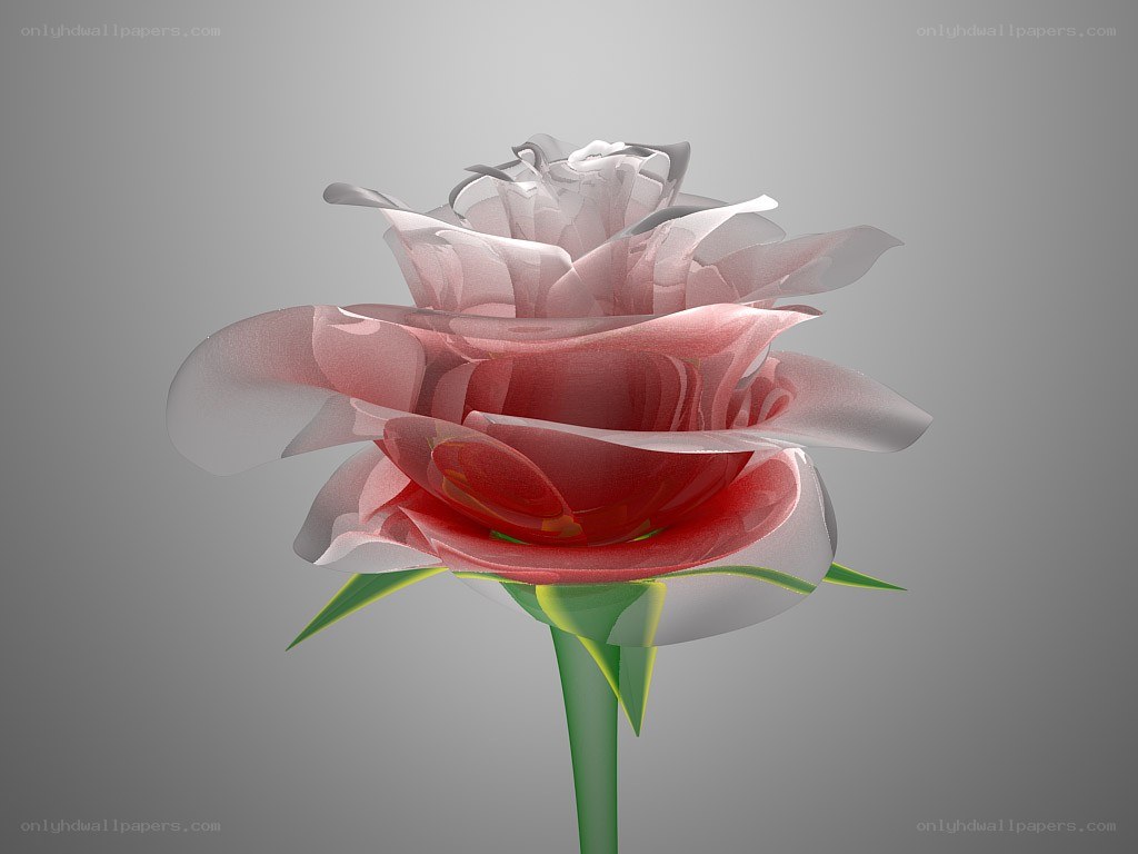 3D rendered rose flower
