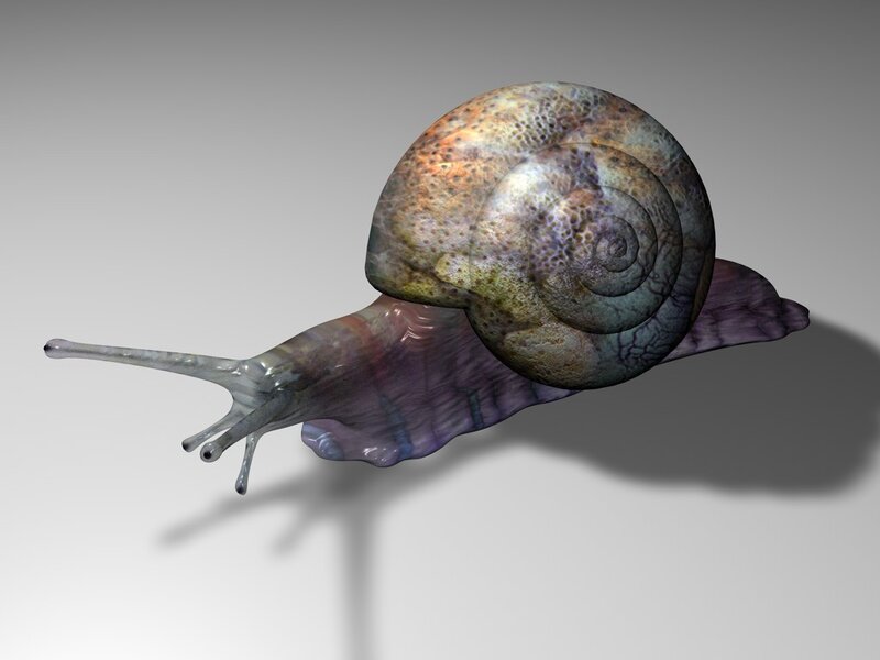 3d Snail Model — Gray