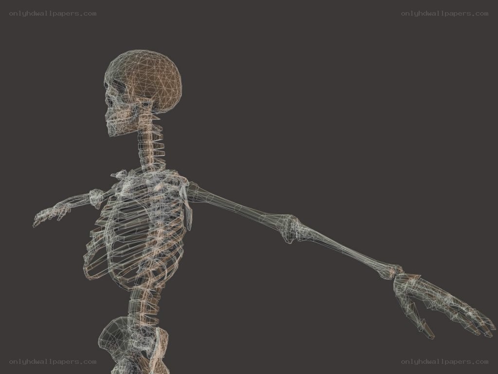 3D wireframe human skeleton