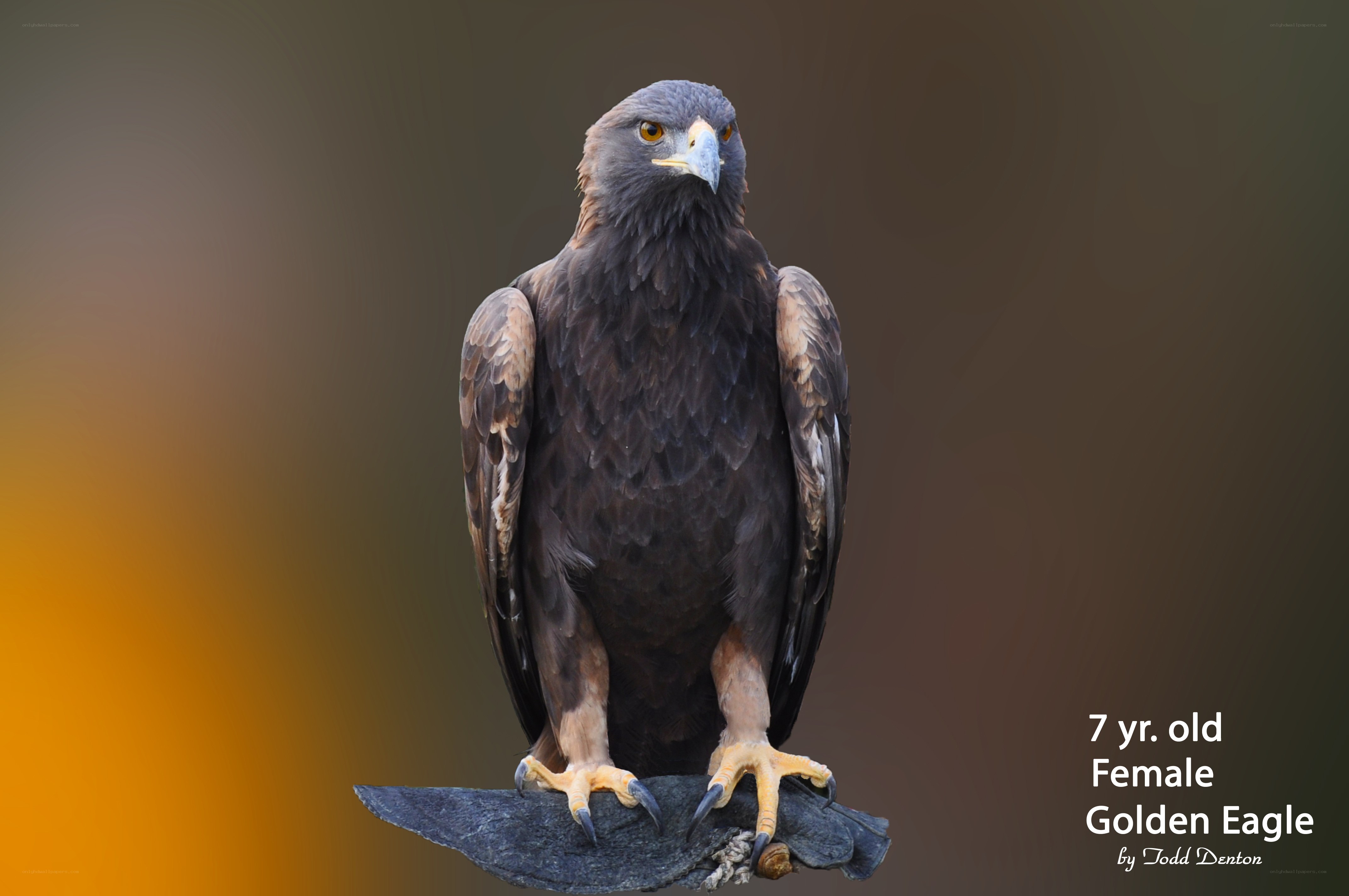 7-year-old female golden eagle