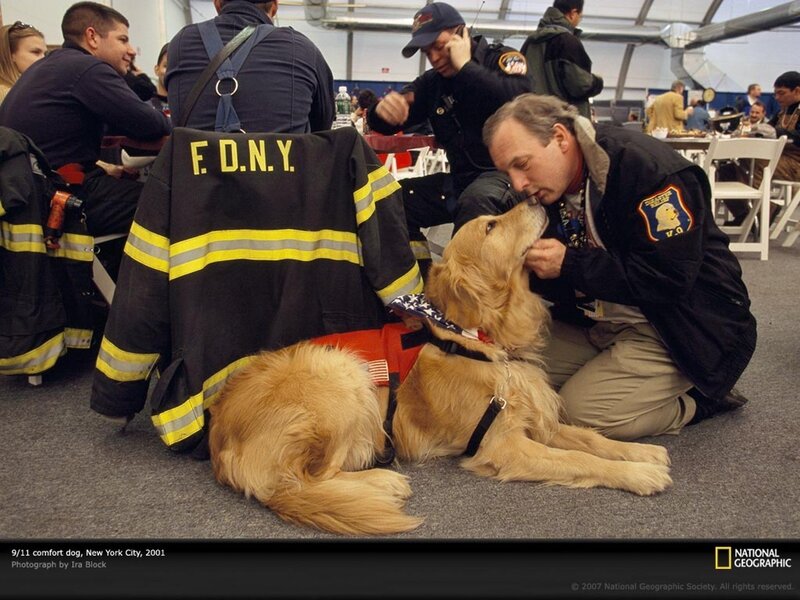 9/11 comfort dog in NYC