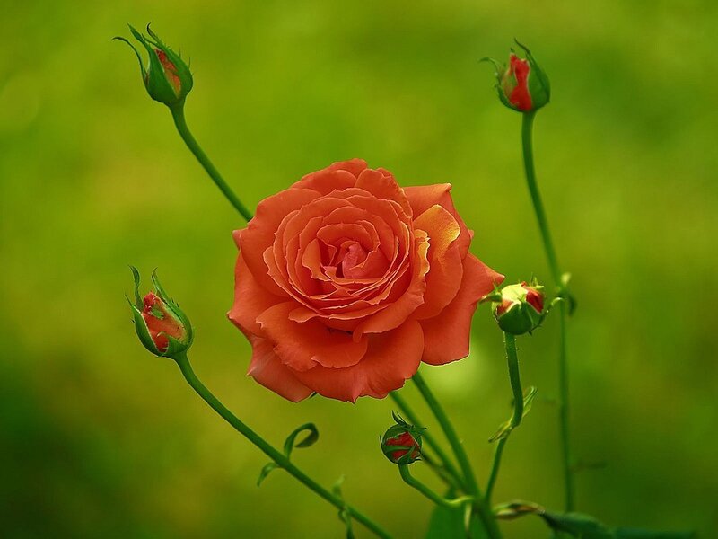 A blooming orange rose