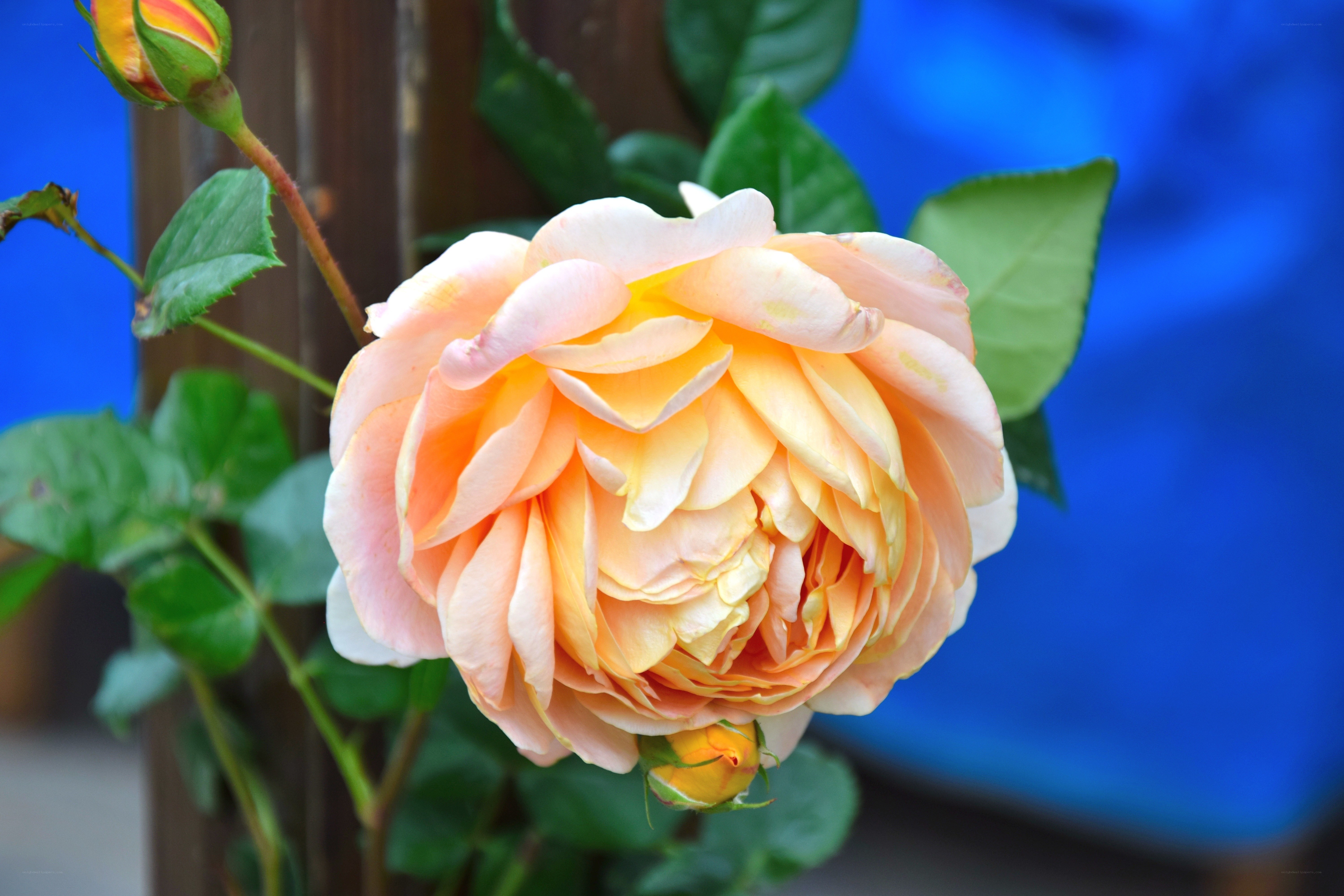 A blooming peach rose