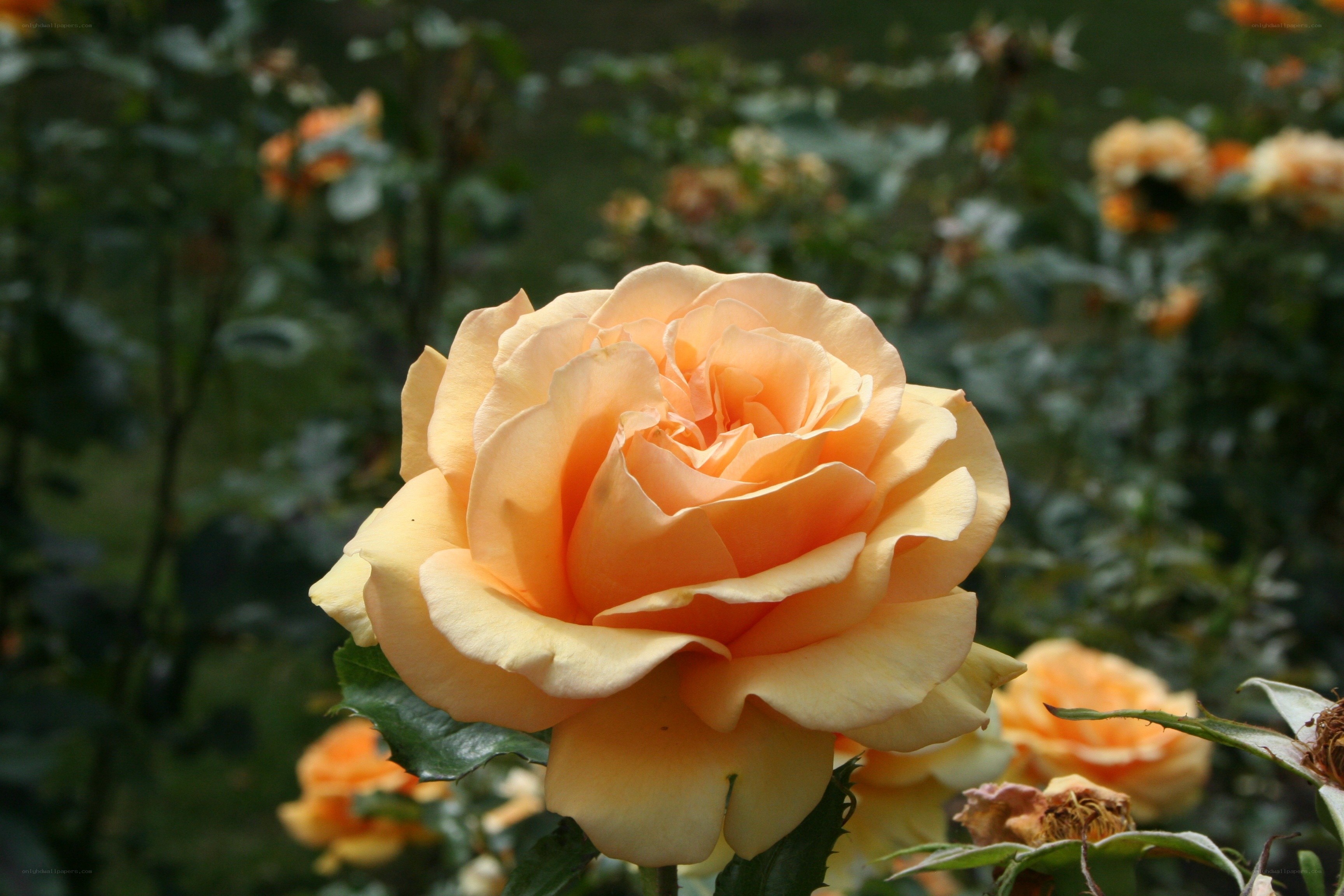 A blooming peach rose
