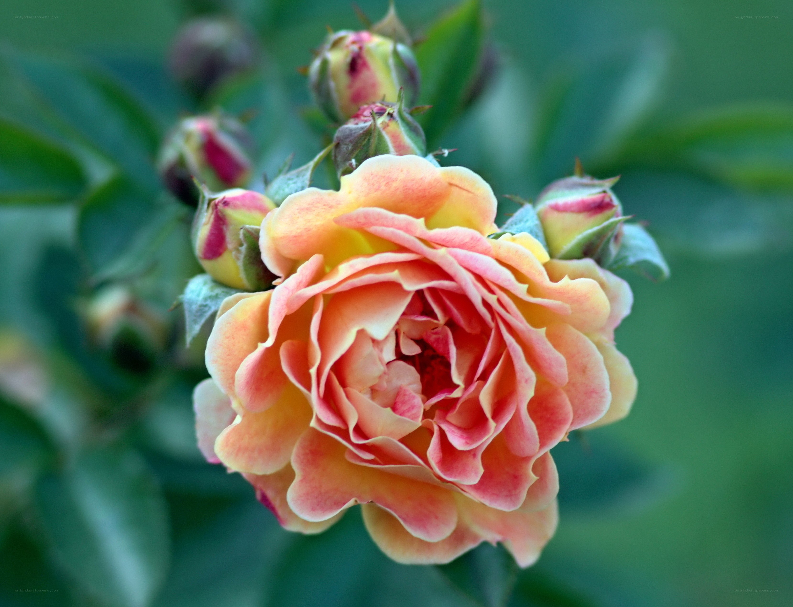A blooming peach rose