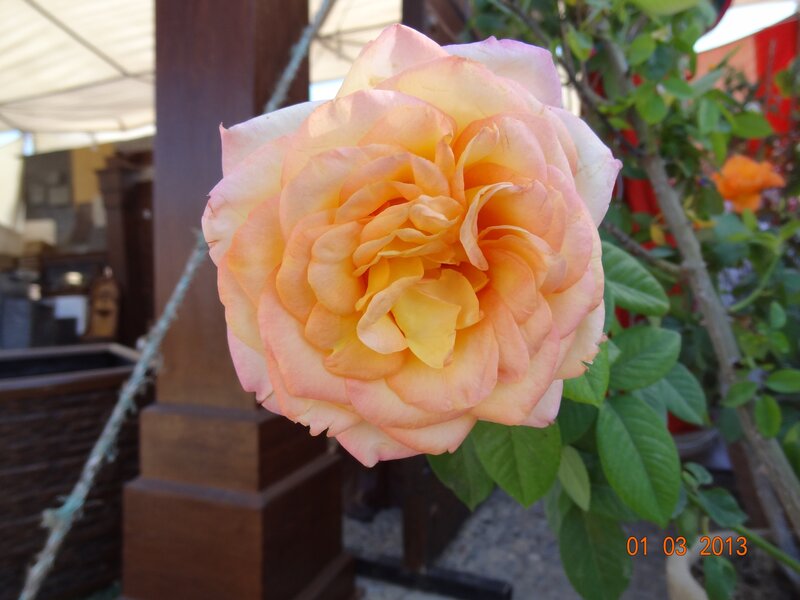 A blooming peach rose