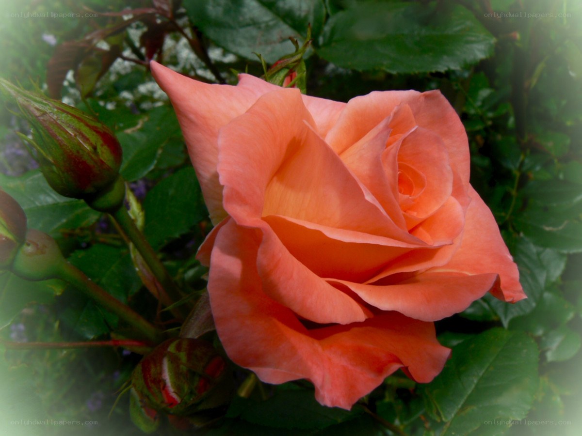 A blooming peach rose
