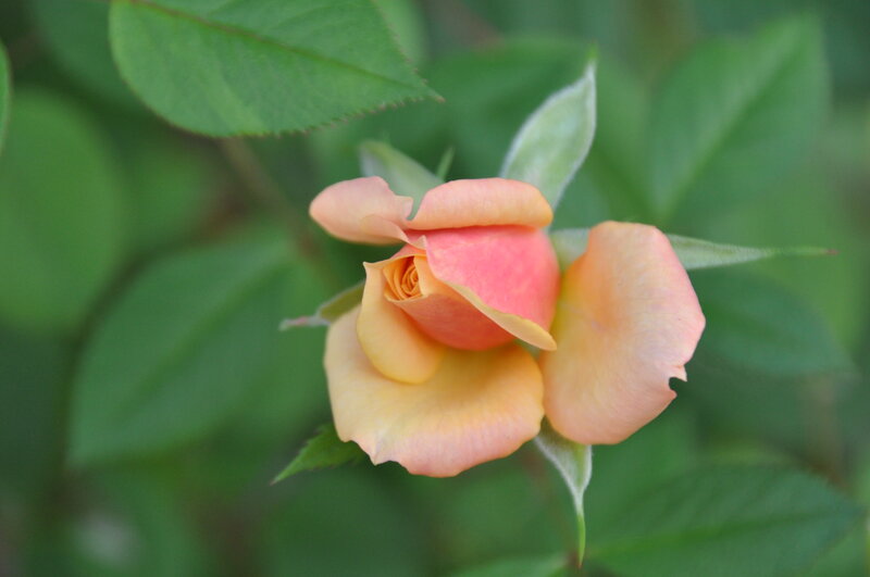 A blooming peach rose