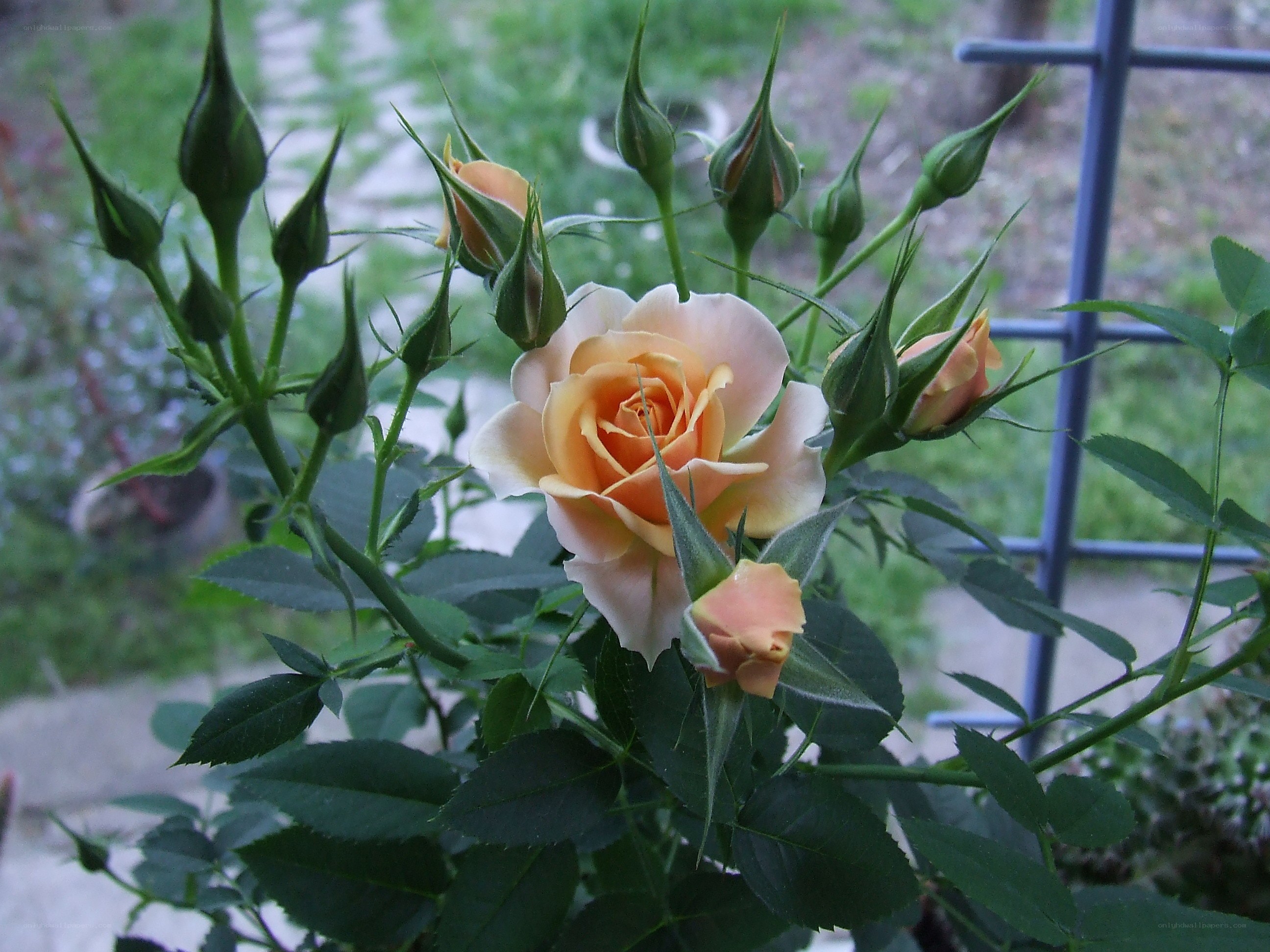A blooming peach rose with buds