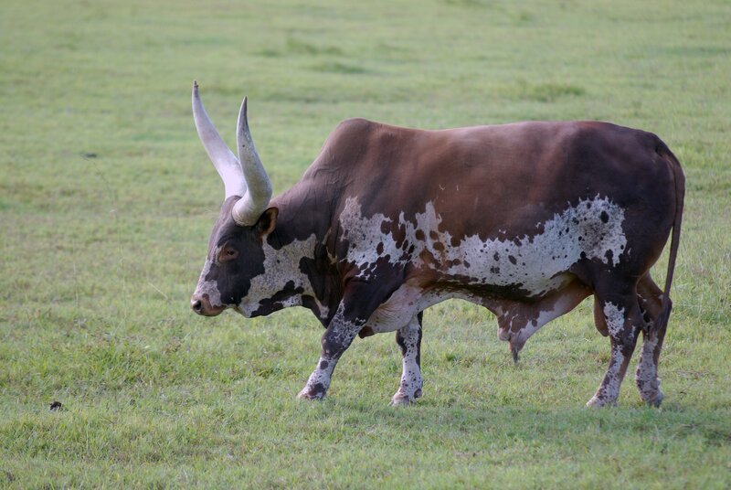 A brown and white bull with large horns