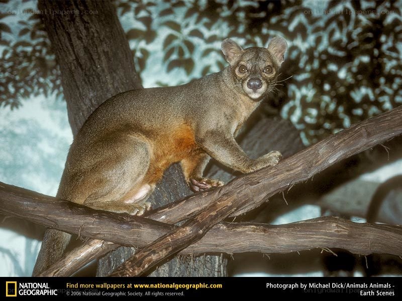 A bushbaby on a tree branch