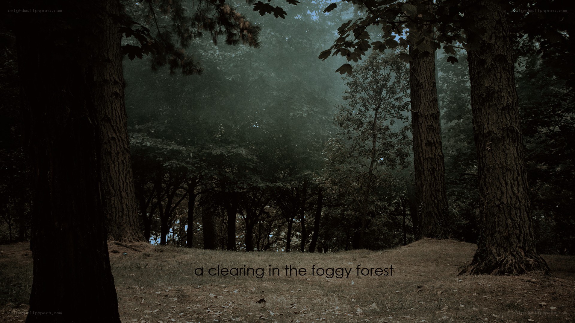 a clearing in the foggy forest