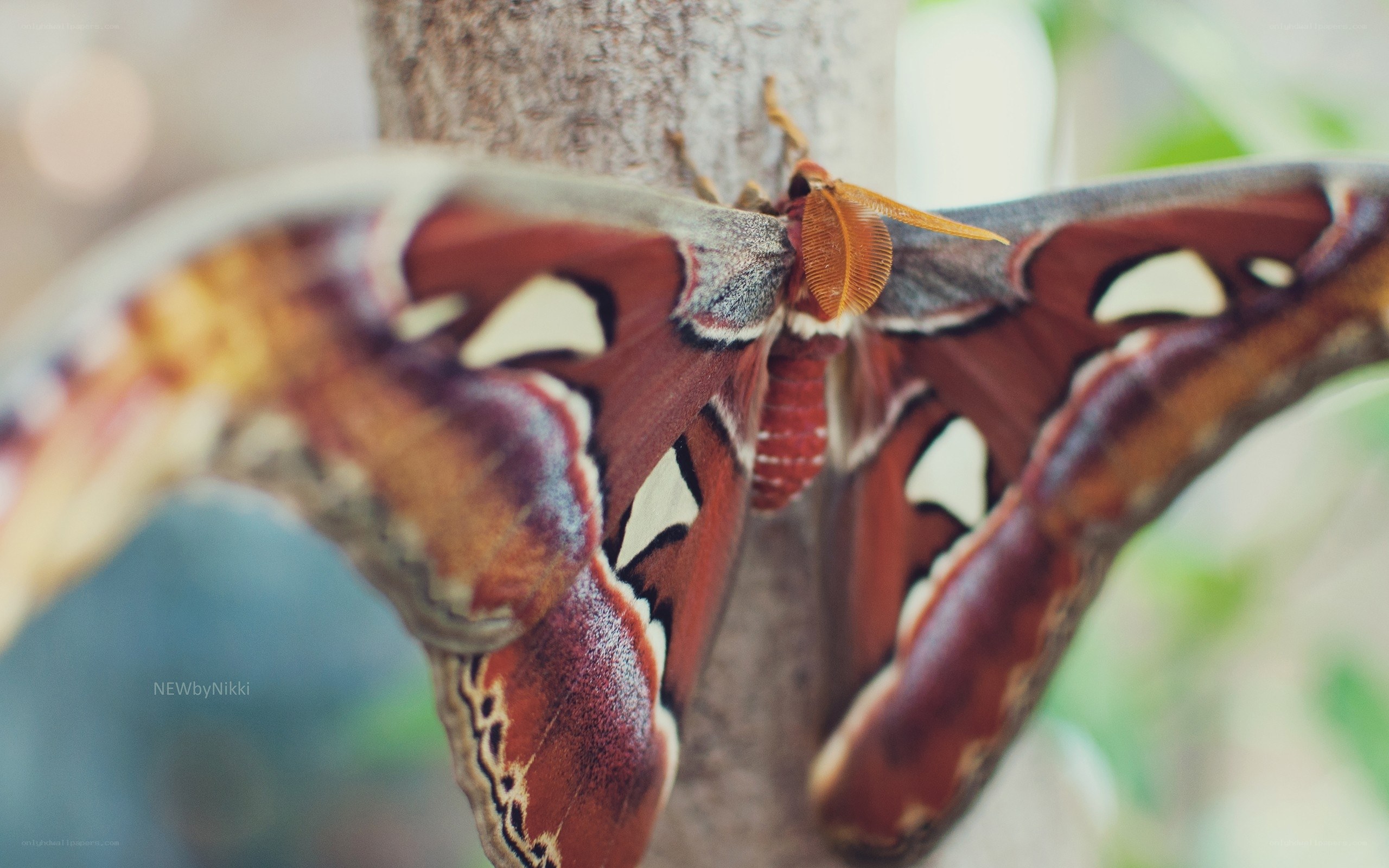 A close-up of a large moth